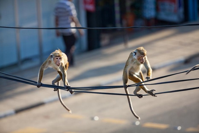 monkey-kingdom-toque-macaques-trope-adventure